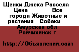 Щенки Джека Рассела › Цена ­ 10 000 - Все города Животные и растения » Собаки   . Амурская обл.,Райчихинск г.